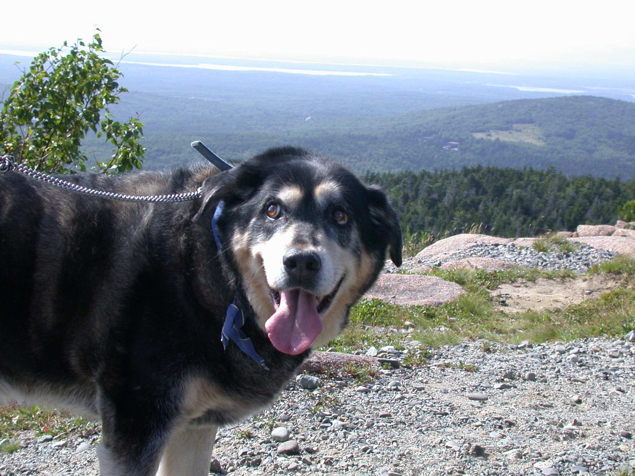 Yogi on Cadillac Mountain
